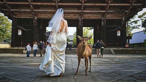person woman in wedding dress standing beside deer human