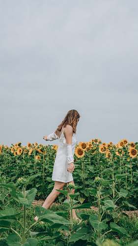 human woman standing beside bed of sunflower person