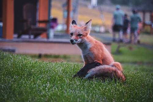 people orange fox wildlife