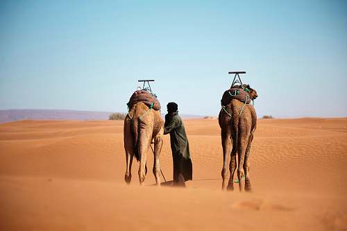 desert person walking with two camels on desert during daytime nature