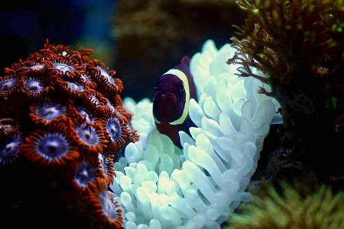 water purple and white fish on coral reef invertebrate