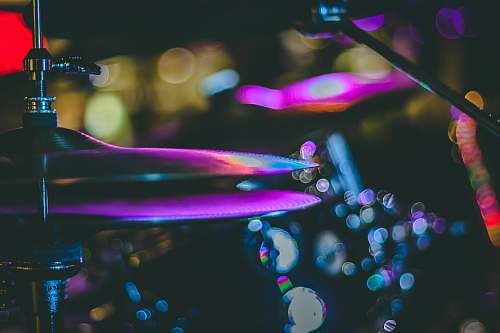 invertebrate purple cymbals closeup photography jellyfish