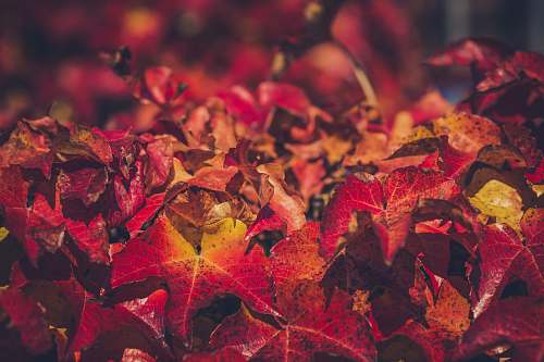 person closeup photo of red maple leaves leaf