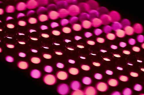 pink  lights