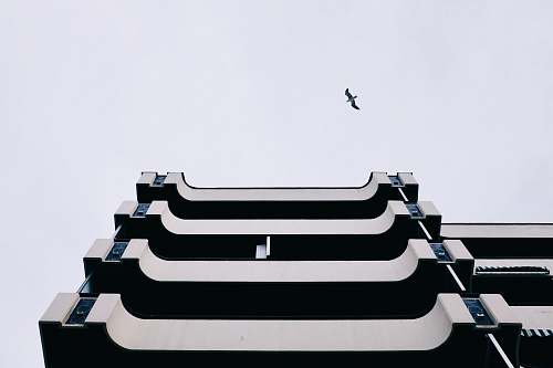 spain low angle photography of soaring eagle above building chair