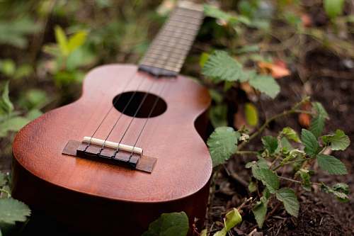 guitar brown ukulele on top of plants portland