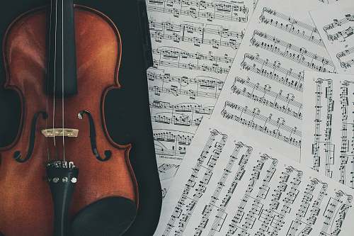 person brown violin with case human