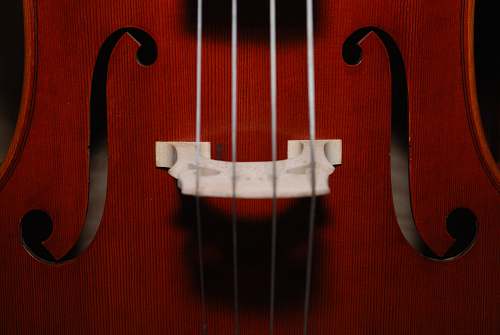 amarillo closeup photo of brown stringed instrument viola