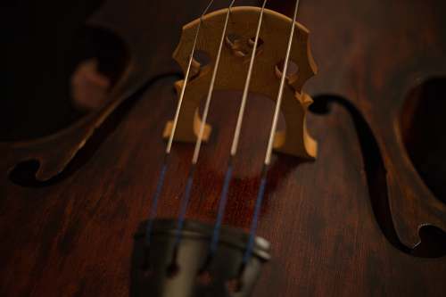 human focus photography of brown and black string instrument cello