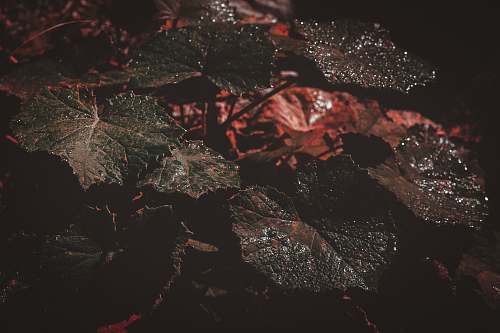 outdoors green leafed plant leaf