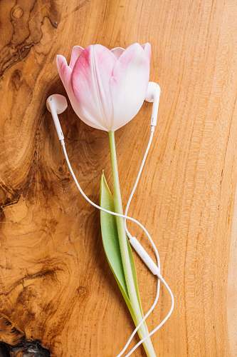 tulip white and pink tulips on brown wooden table blossom