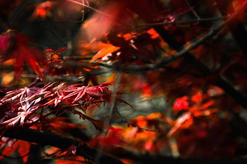 leaf closeup photography of maple leaves plant
