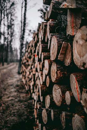 lumber pile of cut log lot burkat