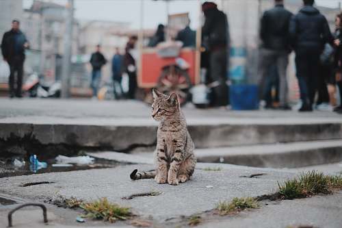 cat brown tabby cat sitting on concrete animal