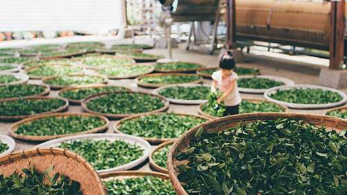 human green grasses tea
