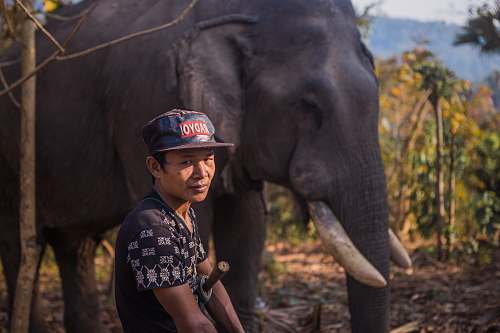 wildlife man sitting near black elephant elephant