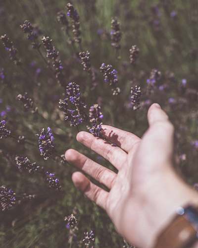 lavender photo of person touching purple cluster flower plant