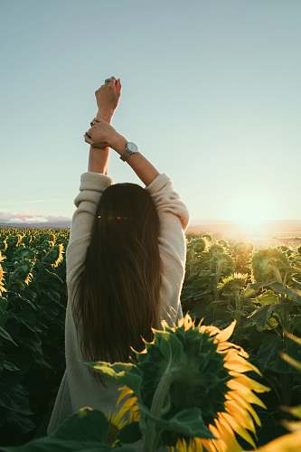 woman woman surrounded by sunflowers sunflower