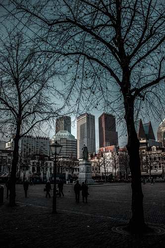 city bare trees downtown