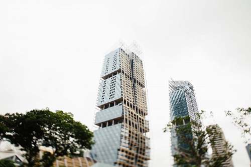 city building near tree high rise