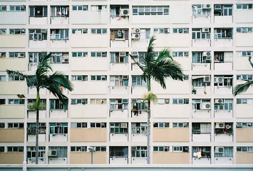 city green palm trees high rise