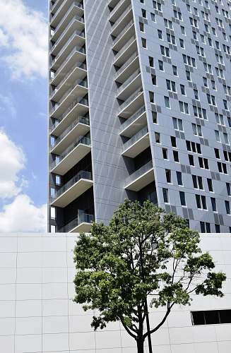 city green tree beside building urban
