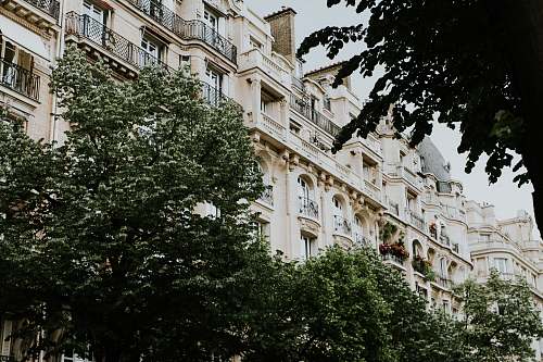 city leafed trees in front of building during daytime high rise