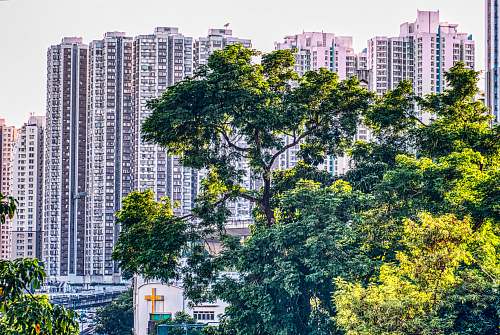 city trees covering buildings high rise