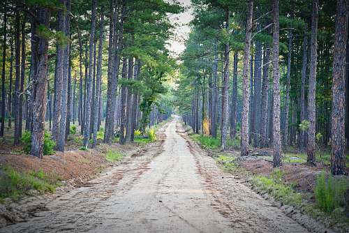 town trees near road road