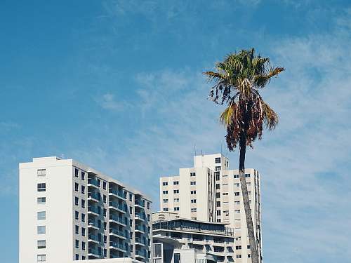 building green coconut tree beside white concrete building during daytime high rise