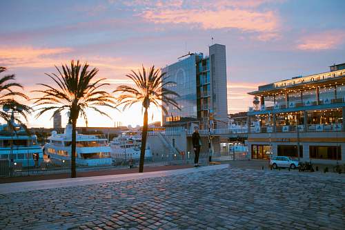 human green palm trees near building during golden hour person