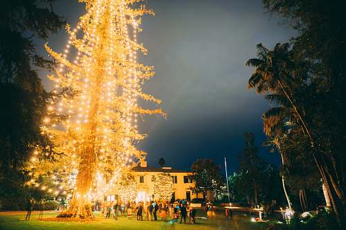 urban yellow Christmas tree with string lights outdoor decor downtown