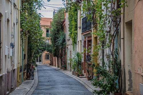 street green leafed vines and concrete buildings town