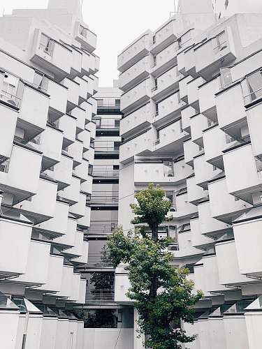 city tree beside white concrete building building