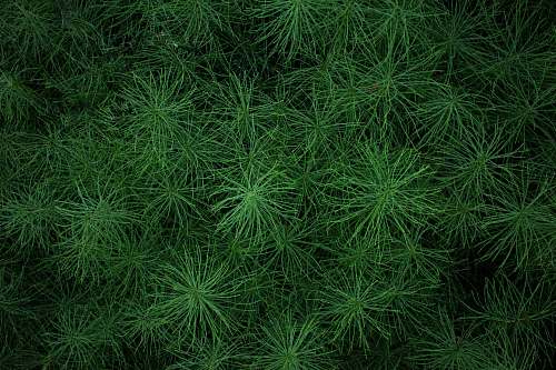 grass closed up photo of green leafed plant plant