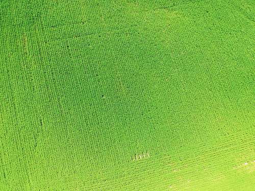 grass green textile close-up photography plant
