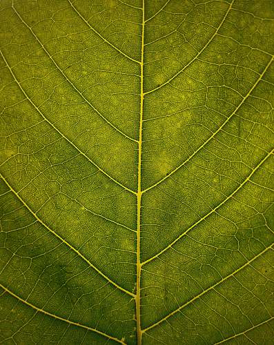 plant macro shot of green leaf leaf