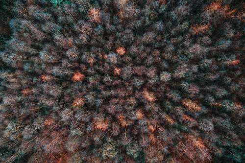 texture green-leafed trees during datime knitting