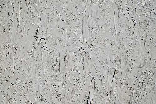 black-and-white white and black bird on white wall animal