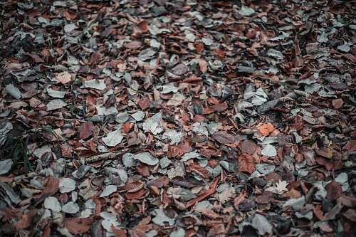 leaf dried leaves plant