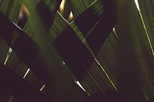 texture green leaf pattern