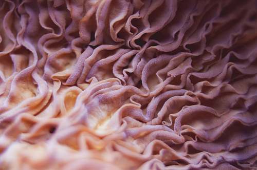 ocean  sea life