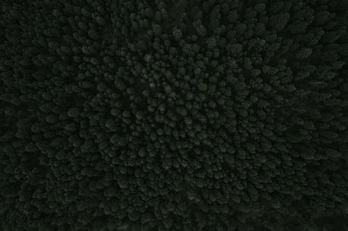 texture A drone shot of dense woods near Palmer Lake black