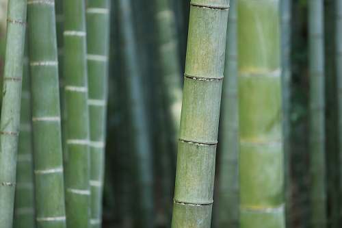 plant green bamboo shoots bamboo