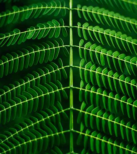 green macro photography of green leafed plant plant