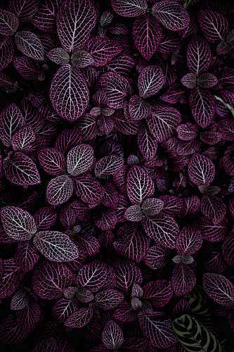 purple purple leafed plant field plant