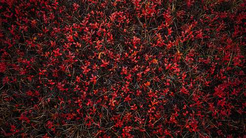 outdoors red petaled flower mountain