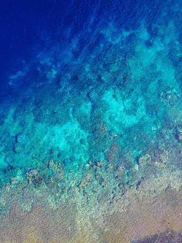 nature flat-way photograph of underwater corrals sea life