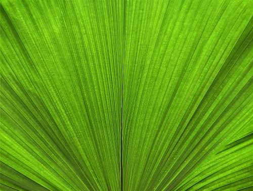 green green leaf in close up photography leaf