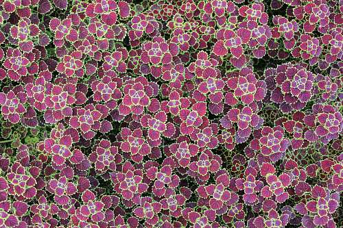 blossom pink-petaled flowers flower